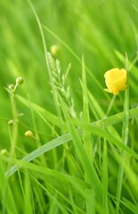 yellow flower on grass