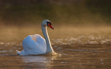 Obraz premium Un cygne dans brume dorée