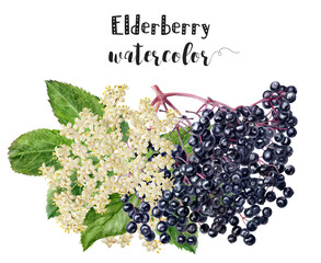 The artwork depicts elderberry flowers and berries in watercolor