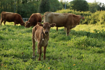 Fototapeta premium Cattle including a bull, a cow and and a calf grazing on a pasture.