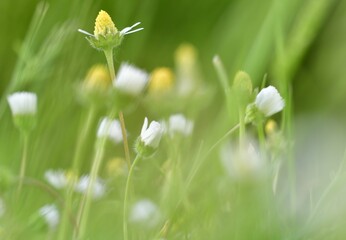 flowers in the grass