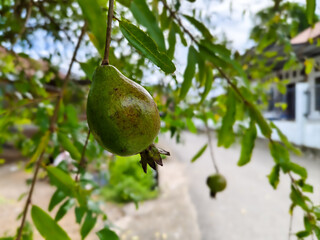close up of unripe guava fruit on the tree in the outdoor garden