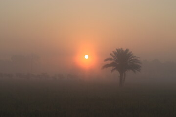 Natural Flower paddy sunrise night DSLR photography
