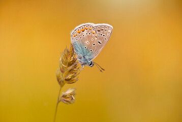 Kolorowy motyl Modraszek Ikar na żółtym tle. © mycatherina