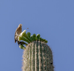 Gila Woodpecker on Saguaro Flower