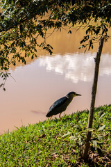 Night heron, Nycticorax nycticorax, grey water bird sitting, animal in the nature habitat, Brazil.