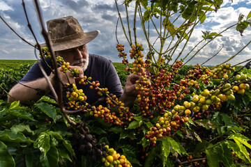 Farmer analyzes the fruits that sprout from coffee trees on a farm in Brazil