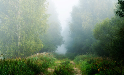 Foggy path in forest