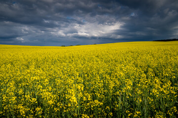 Obraz premium Yellow fields