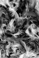 close up of the black and white  feather texture background