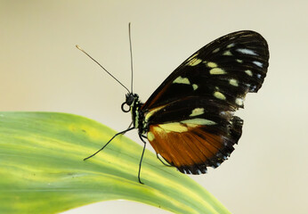 Butterfly on a green leaf