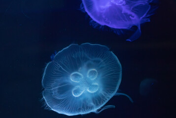 Fototapeta premium Jellyfish underwater with a dark background