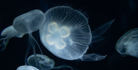 Jellyfish underwater with a dark background