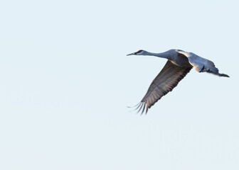 Sandhill Crain in flight