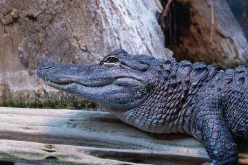 Alligator at rest