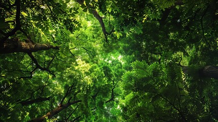 Obraz premium Lush green forest canopy with diverse tree species, vibrant colors and intricate details, visually stunning