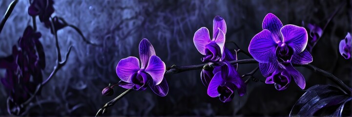 Commercial photo. A banner with a dark orchid on a background of Gothic darkness.