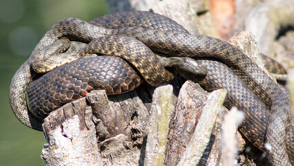 snake in the tree