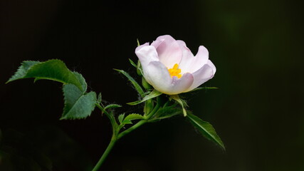 pink and white rose