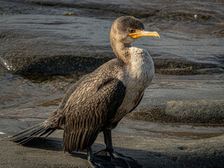 Double Crested Cormorant 