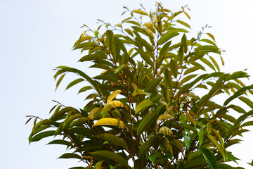 Durian tree in the garden