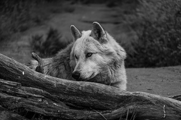 black and white photographs of a wolf resting in nature