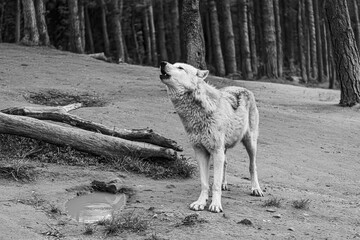 black and white photographs of a wolf resting in nature