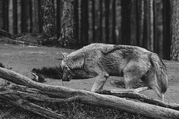 black and white photographs of a wolf resting in nature