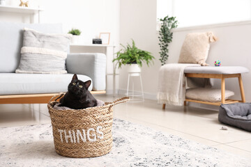 Cute black cat sitting in wicker basket in living room - Powered by Adobe