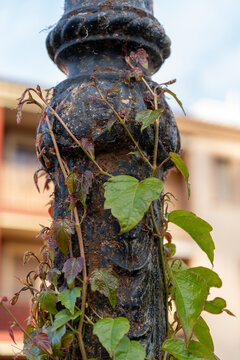 Creeper on a lamppost, close up detail shot.