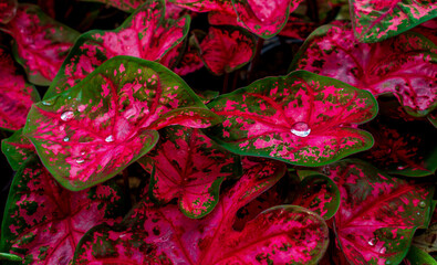 Red picturesque caladium leaves with a drop of water.