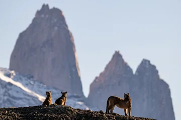 Fotobehang Poema Puma family in the Torres del Paine, Chilean patagonia  © Mark Hunter