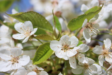 Sweden. Prunus avium, commonly called wild cherry, sweet cherry or gean is a species of cherry, a flowering plant in the rose family, Rosaceae. 