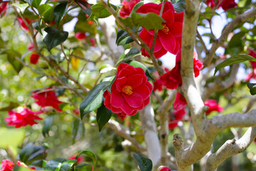 Beautiful camellia flower on tree. The Expo 70 Commemorative Park, Osaka, Japan
