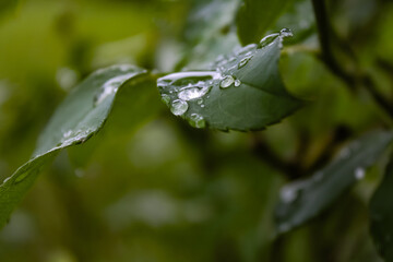 Gotas de agua en hoja verde