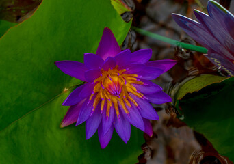 Blooming purple lotus flower, water lily of the genus Nymphaea.