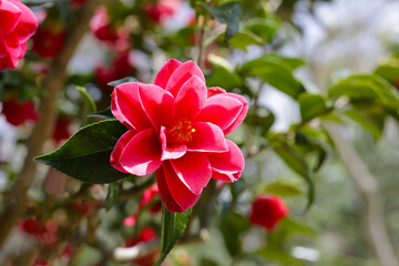 Beautiful camellia flower on tree. The Expo 70 Commemorative Park, Osaka, Japan