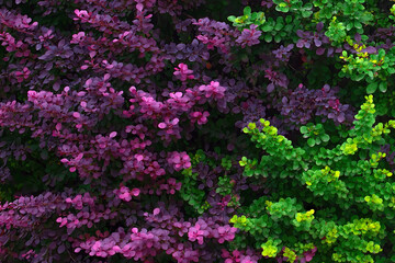 Obraz premium Purple and green dense bush