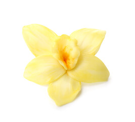 Beautiful vanilla flower on white background