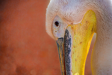 Macro details of the portrait of a pelican