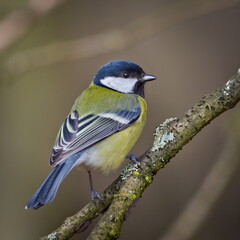 Parus major aka Great tit perched on tree branch. Common bird in Czech republic nature. Isolated on blurred background.