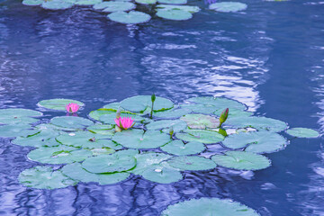 青い水面の上で咲く綺麗な睡蓮の花