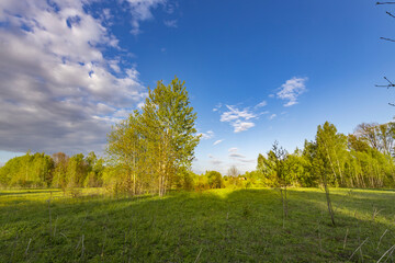 Scenic view of a grassy field. Spring landscape with bright and young green grass. Small trees in the background, blue sky with clouds above the horizon.