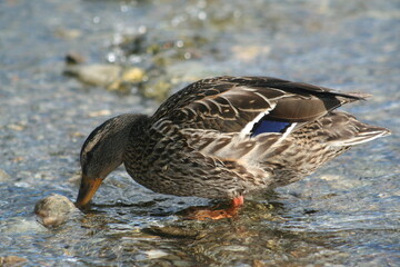 duck drinking water