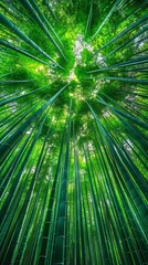 Obraz premium Bamboo Grove, illuminating the tranquil surroundings with a warm glow. Eco-Friendly Spot for Yoga and Meditation.