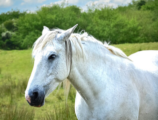 Obraz premium Portrait of a white horse against the background of a meadow.