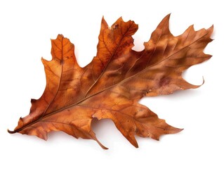 Oak Tree Leaf. Brown Dried Fallen Leaf in Autumn on Natural Background