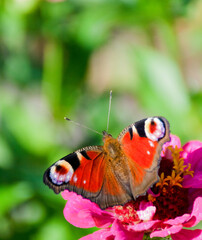 Colorful butterfly sitting on pink flower, blurred green background. High quality photo