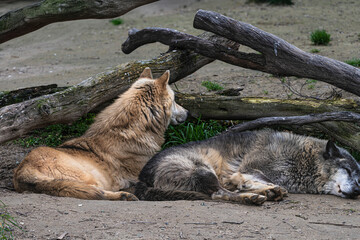 photograph of a wolf resting in nature