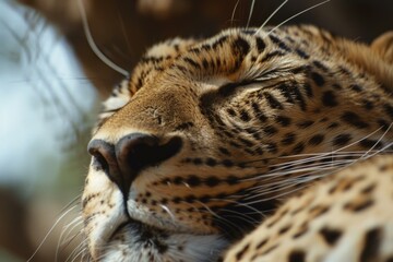 Highdetail macro shot of a tranquil leopard's face in soft focus